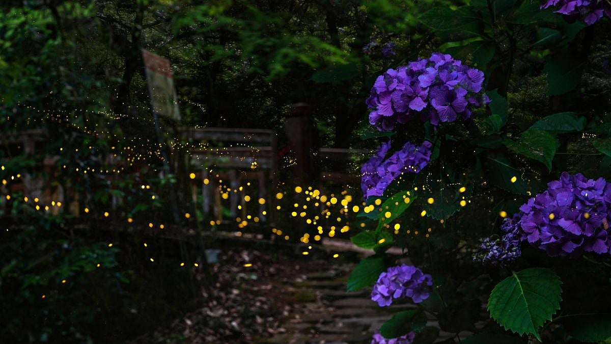 Fireflies 