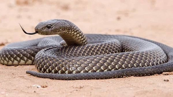 Bhopal's BMHRC Issues Snakebite Advisory — No Traditional Ritual, Only First Aid Matters