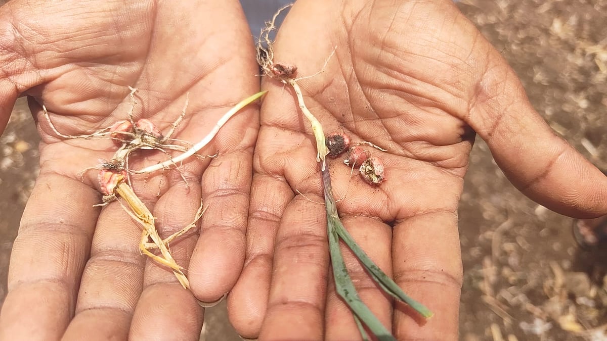 Monsoon Delay Rots Kharif Seeds, Farmers Face Heavy Losses