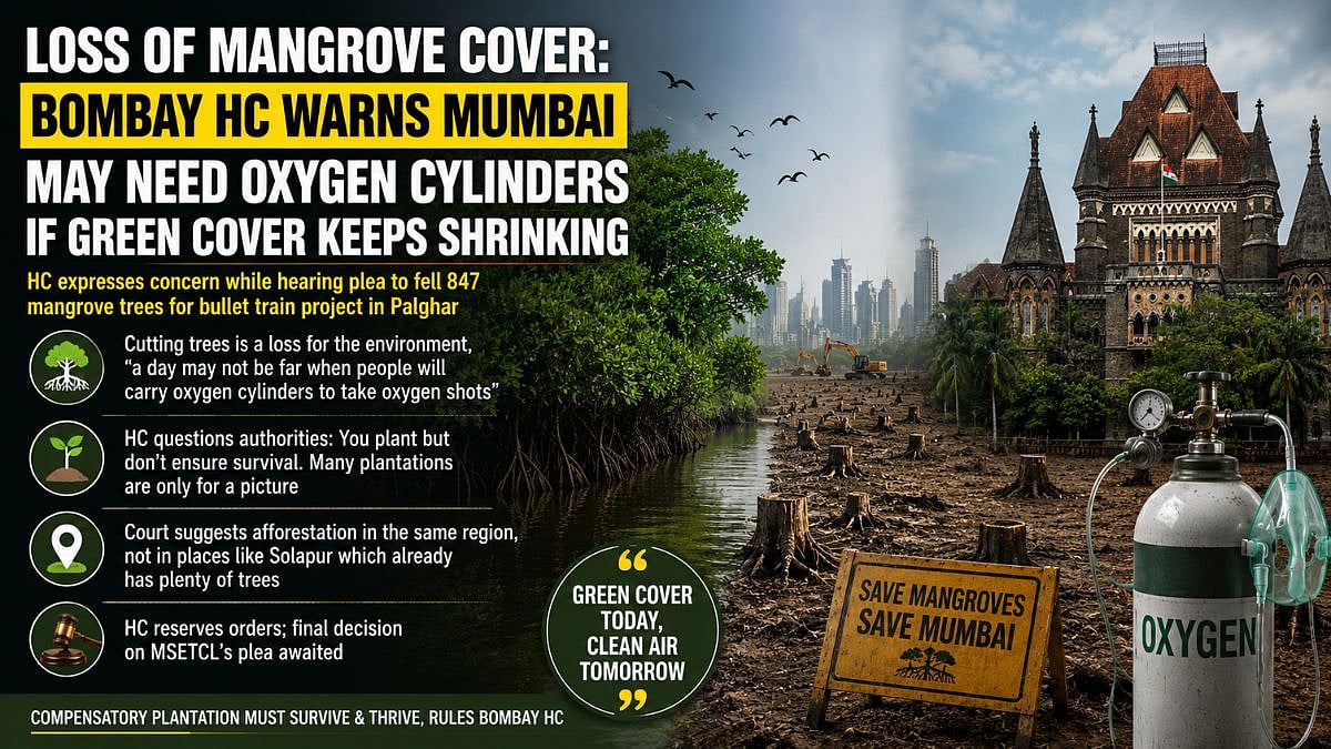 'Loss Of Mangrove Cover': Bombay HC Warns Mumbai May Need Oxygen Cylinders If Green Cover Continues To Shrink