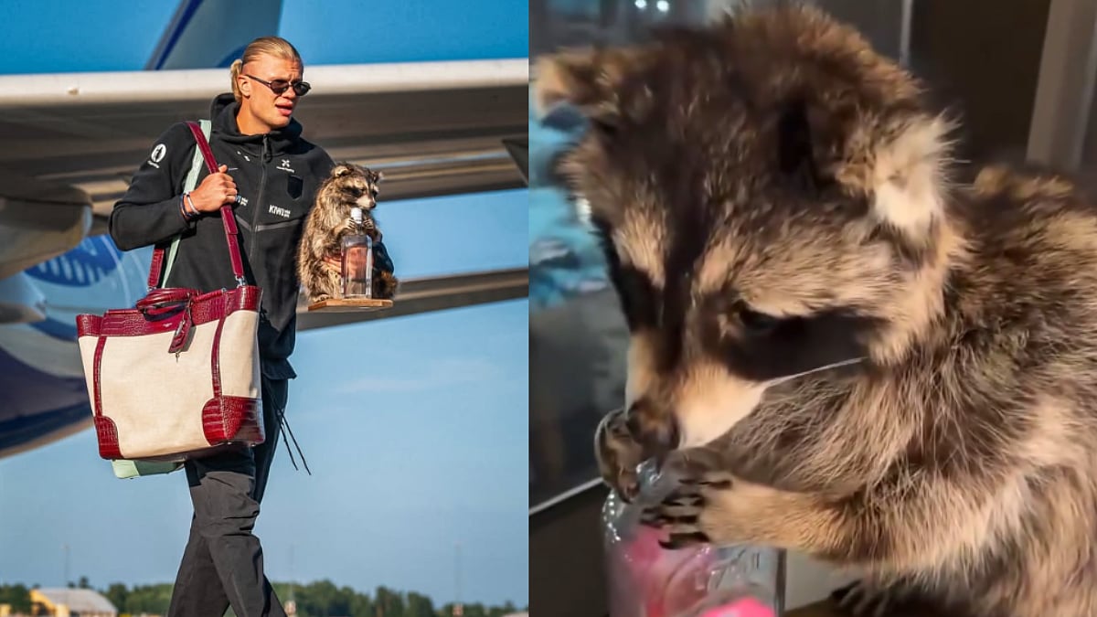 Bizarre! Erling Haaland Returns Home With Special 'Raccoon' Souvenir After FIFA World Cup 2026 Exit | Video
