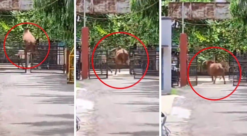 Angry Bull Jumps 7-Foot Gate, Creates Ruckus For 3 Hours At Khargone SP Office | VIDEO