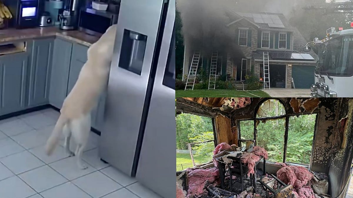 Dog Accidentally Starts House Fire, Causing $200K In Damage & Killing Three Family Pets In Maryland