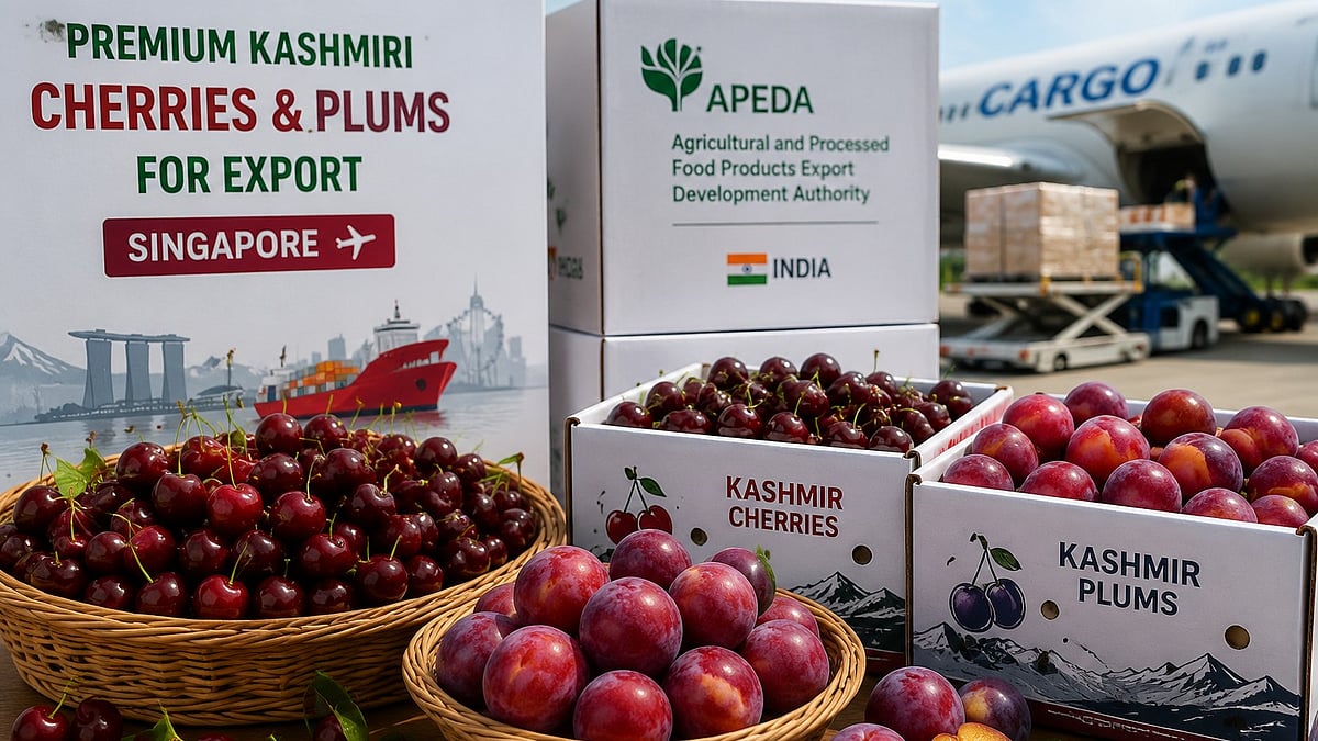 Kashmir's Premium Cherries, Plums Reach Singapore In First Export Shipment