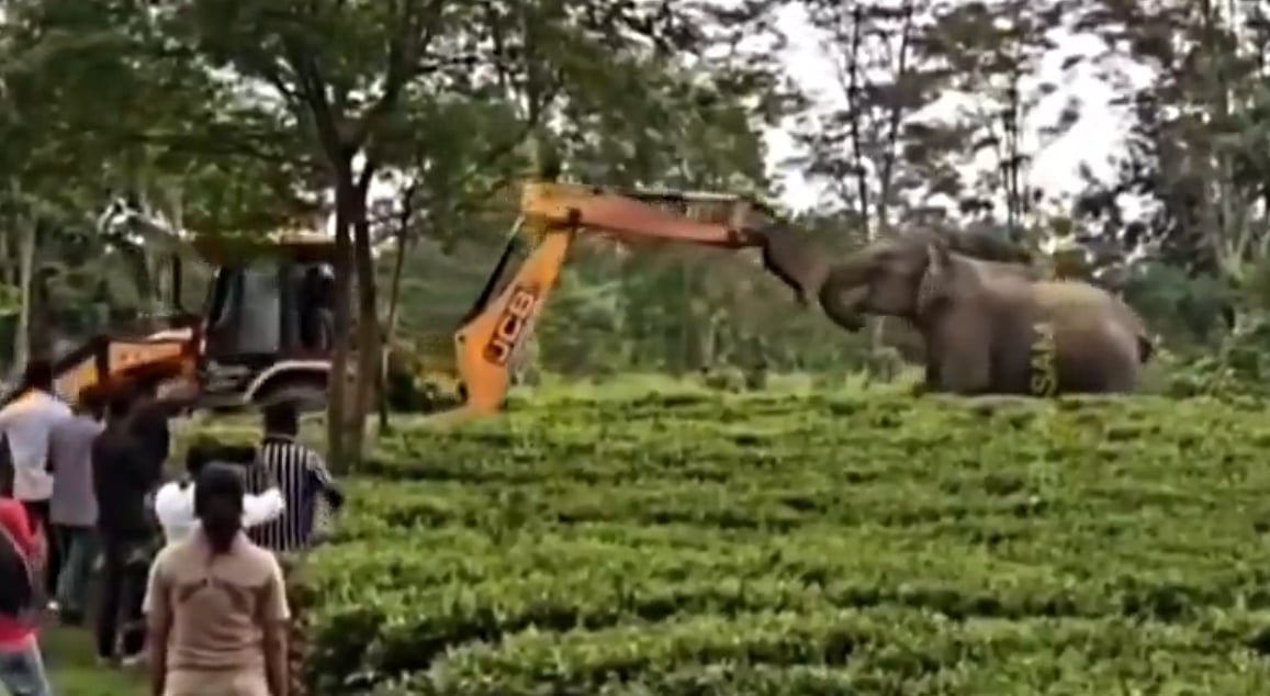 Heartbreaking! Elephant Seen Confronting JCB In Assam Forest; Viral Video Sparks Outrage
