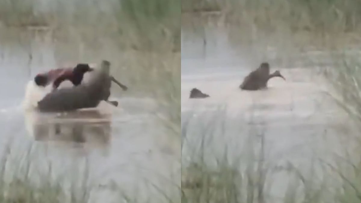 Ghagra River Tragedy: 12-Year-Old Boy Mauled To Death By Crocodile In UP's Bahraich; Partial Body Recovered After Hours
