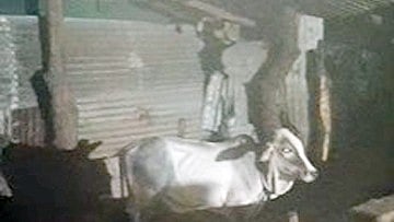 Three Arrested As Police Bust Alleged Cow Slaughter Racket, Demolish Illegal Dairy In Bhopal