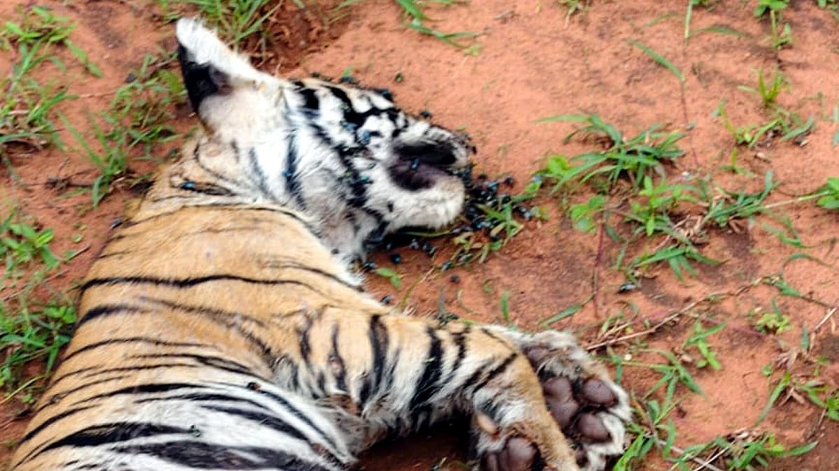Tiger Cub Found Dead Near Bandhavgarh Reserve; Forest Officials Suspect Big Cat Attack