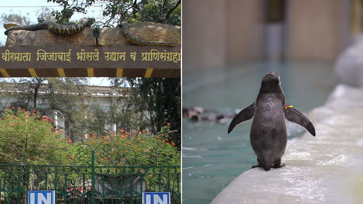 Mumbai: Byculla Zoo Welcomes 4 Humboldt Penguin Chicks, Plans Enclosure Expansion As Population Reaches 25