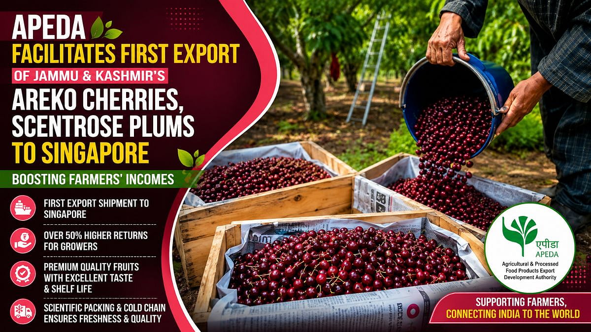 APEDA Facilitates First Export Of Jammu & Kashmir's Areko Cherries And Scentrose Plums To Singapore, Boosting Farmers' Incomes