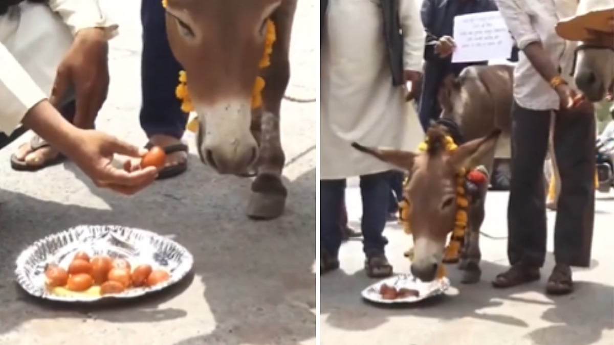 Bhopal Residents Feed Gulab Jamun To Donkey To Please Rain God After Prolonged Dry Spell | VIDEO