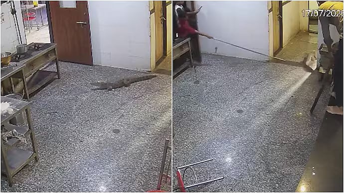 Crocodile Walks Into Kota Boys' Hostel Mess, CCTV Captures Dramatic Rescue; Reptile Released Into Chambal River