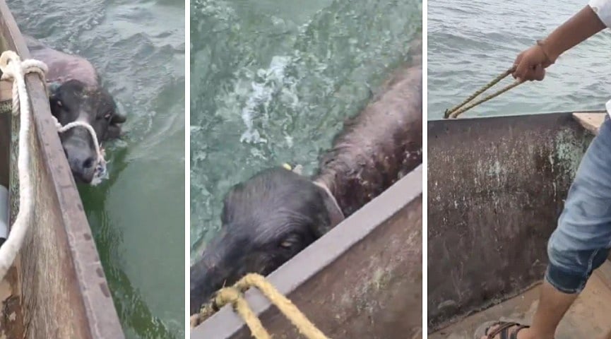 Disturbing Visuals Show Buffaloes Being Dragged Through Deep Water Along Moving Ferry In MP's Khargone | VIDEO