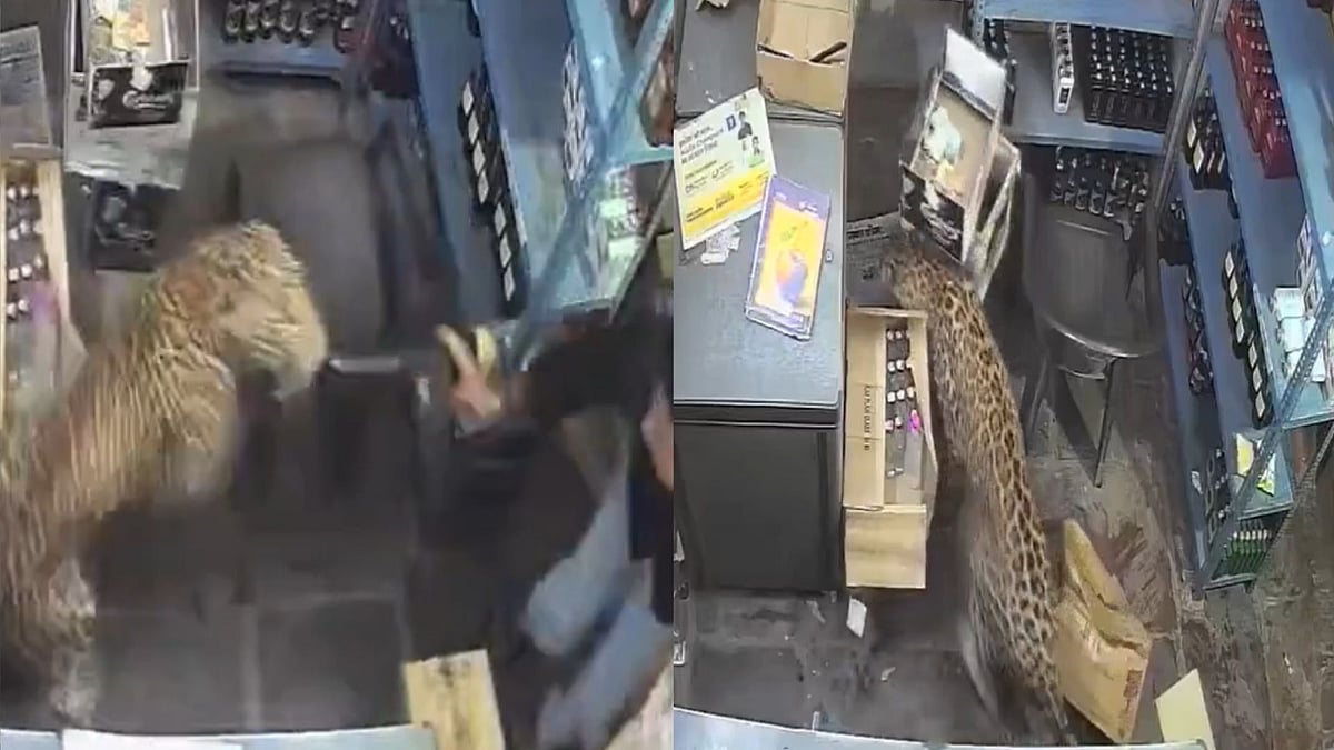 Leopard Storms Rajasthan Liquor Shop, Injures Three Before Dramatic Five-Hour Rescue - VIDEO 