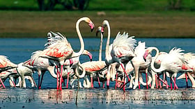 Maharashtra plans India’s first AI-powered bird sanctuary at Thane Creek Flamingo Sanctuary