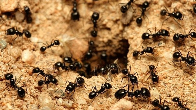South Korea Michelin-Starred Restaurant Owner Faces Prison Over Ant-Topped Dessert Controversy