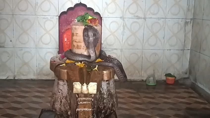 Snake Coils Around Shivling For Two Hours At Ancient Shiva Temple In MP's Chhatarpur | VIDEO