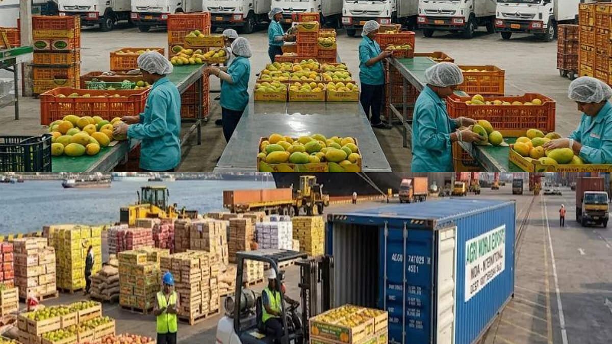 Gulf Crisis Spoils 10% Of India's Mango Shipment To UAE, But Sea Export Model Shows Promise