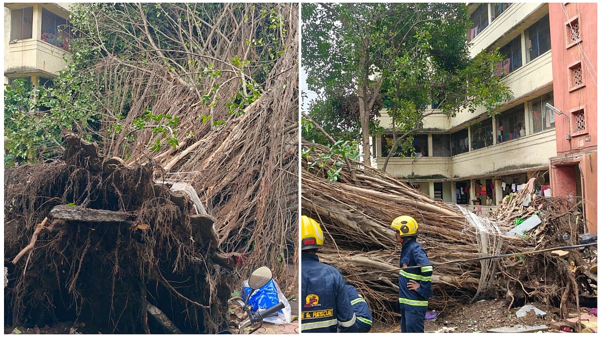 Pune: Massive Banyan Tree Uproots, Crashes Onto Building At Swargate Police Lines; Several Bikes Trapped