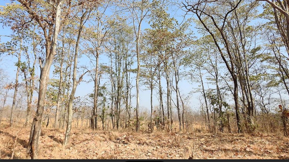 Centre Directs Maharashtra Wetland Authority To Prioritise Tree Plantation Around Mumbai's Water Supply Lakes