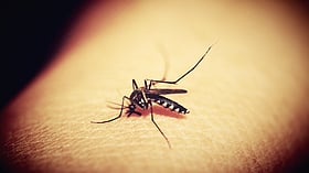 Rajasthan steps up surveillance after two girls test positive for Chandipura virus