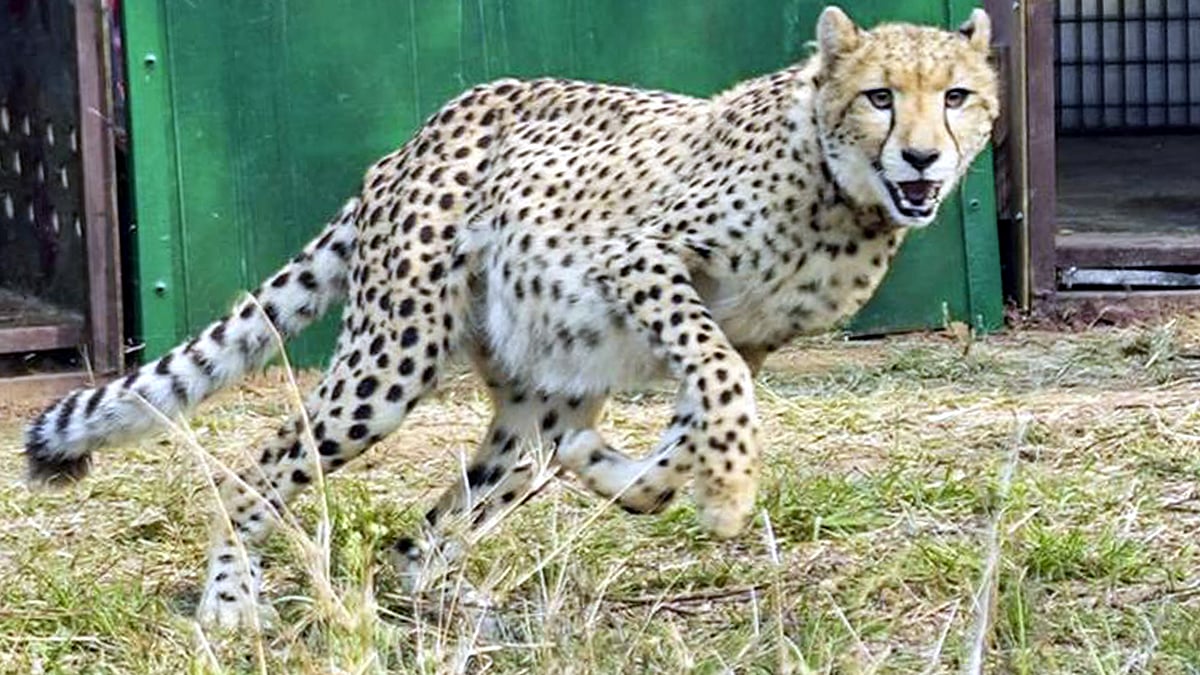 Cheetah Translocation From Kuno To Sagar Rani Durgavati Tiger Reserve Awaits GOI Nod 