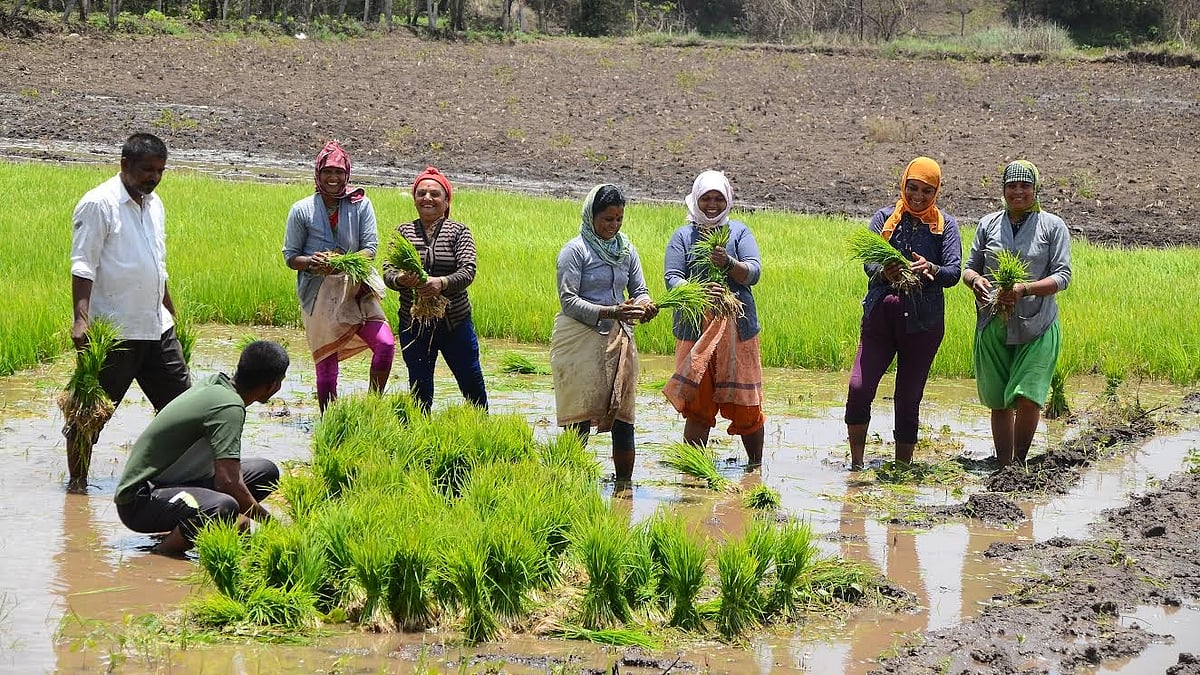 Nashik Kharif Sowing Reaches 71.66% After Good Rains, Farmers Fear Dry Spell