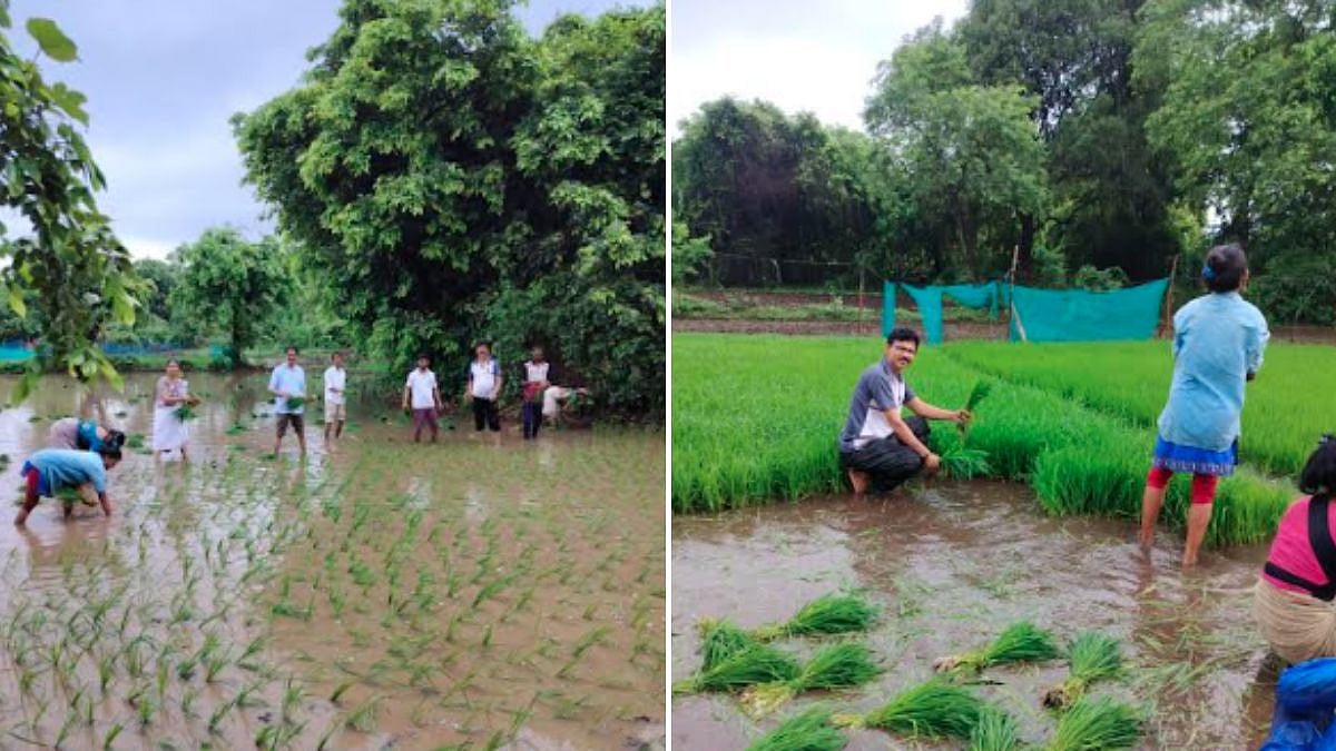 Amid IT Parks And High-Rises, Mahape's Last Paddy Fields Preserve Navi Mumbai's Agrarian Heritage