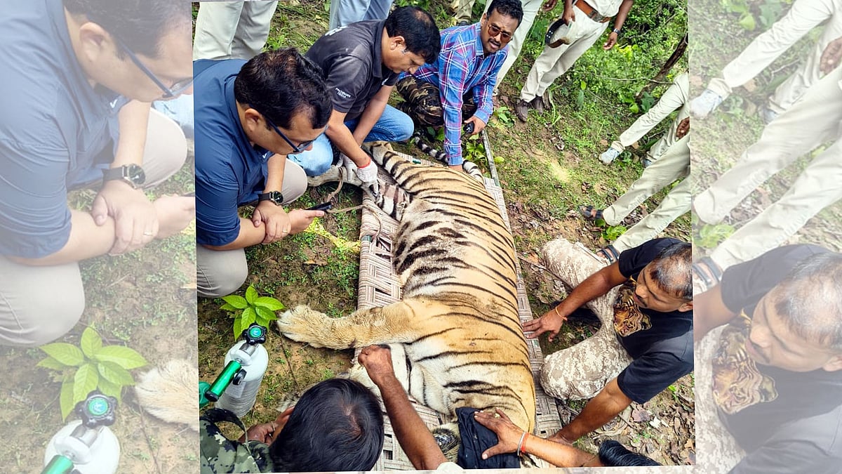 Bhopal: Defunct Collar Off, Bandhavgarh Tigress Back In The Wild 