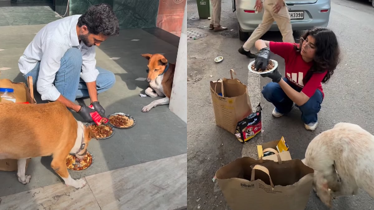 WATCH: Heartwarming Video Shows Volunteers Feeding Stray Dogs & Cats At NEET Paper Leak Protest