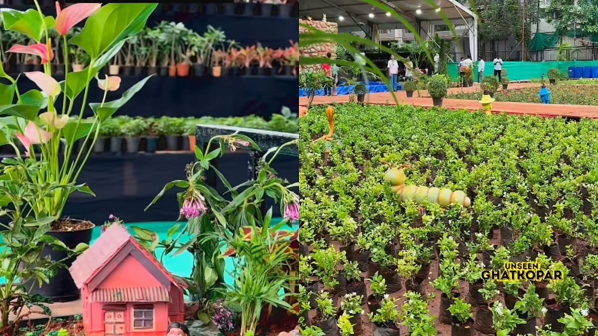 Mumbai's Biggest Free Plant Giveaway Returns! Ghatkopar To Distribute 25,000 Plants; Here's How You Can Get Yours