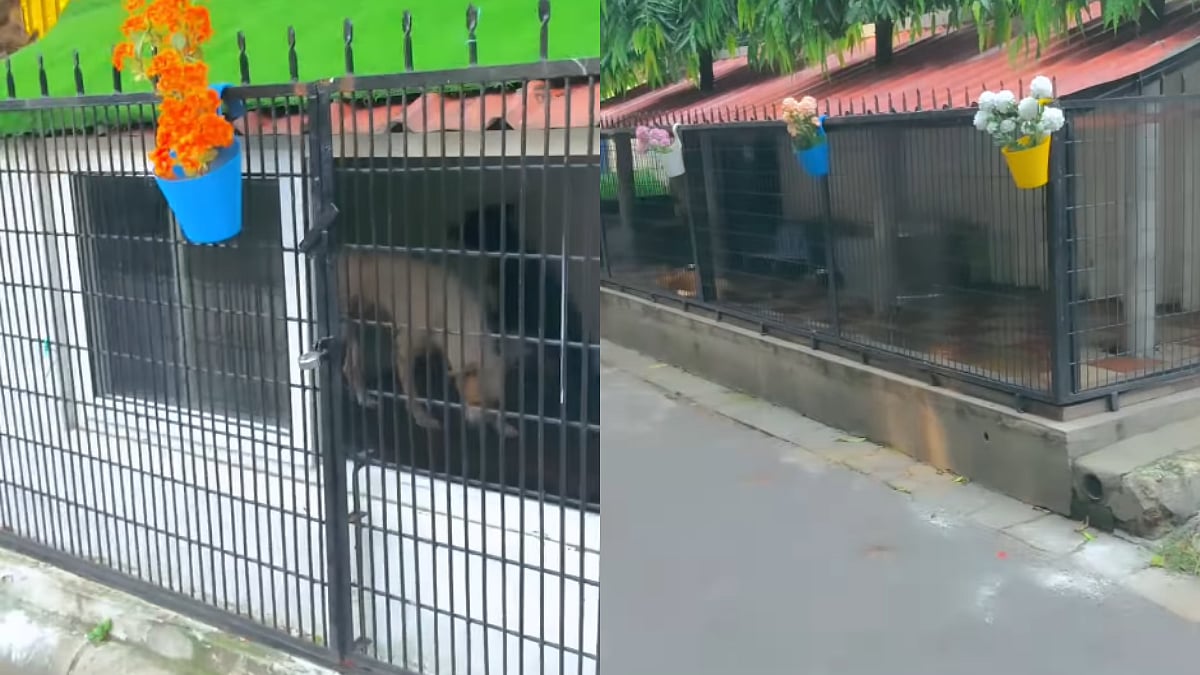 WATCH: Heartwarming Video Shows Stray Dogs Living In Specially Designed Footpath Shelters; Internet Calls It 'Home Built With Kindness'