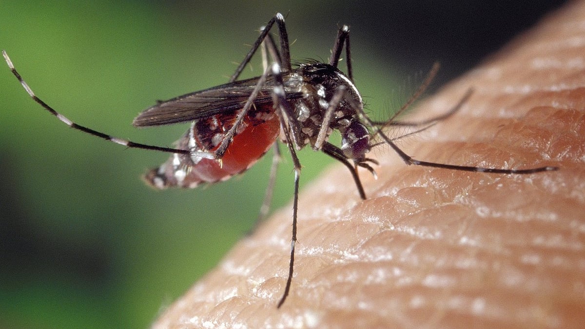 Nashik: Dengue Threat Rises With Monsoon, 22 New Cases Reported In July