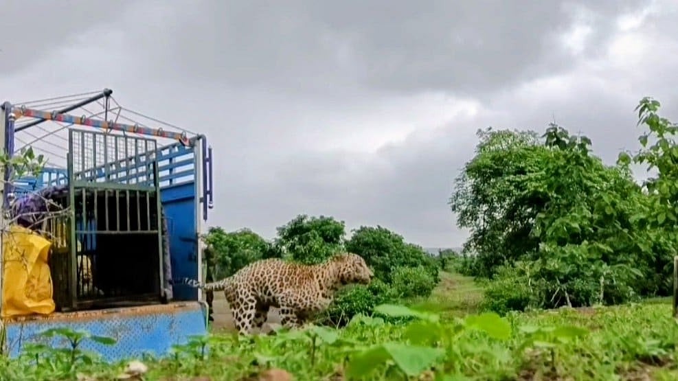 Leopard Captured After Four-Day Operation; Villagers Finally Relieved In Khandwa