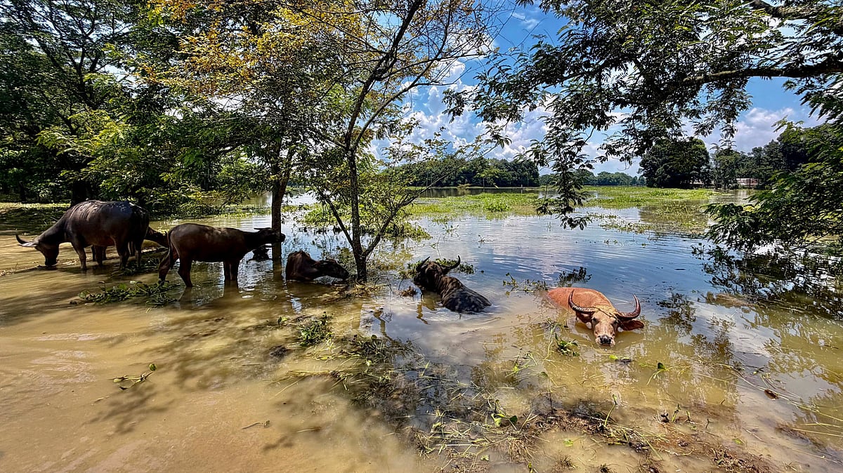 Assam BJP MLA Manab Deka Says Recent Floods Caused By 500 % Excessive Rain