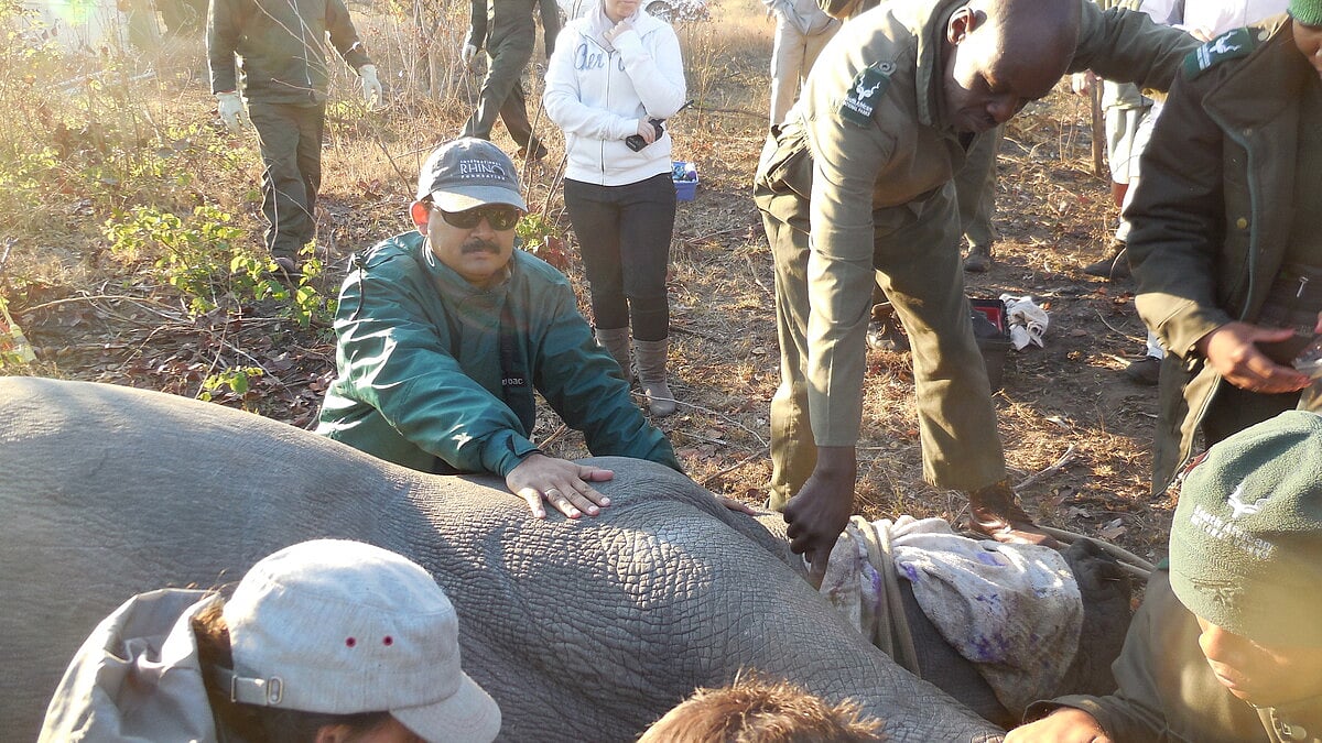 'Rhino horn trade is not merely the trade of a wild animal product or trophy. It has wider consequences for national security' 