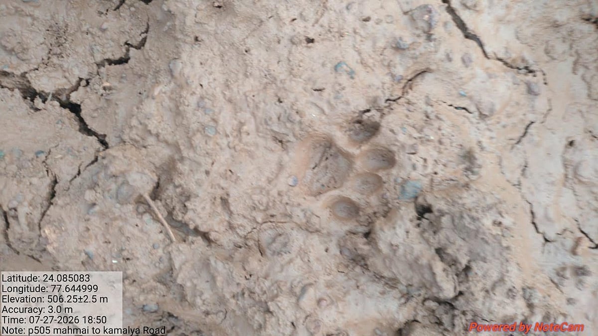 Leopardess With Cubs Enters Sironj Village, Forest Department Launches Search Operation