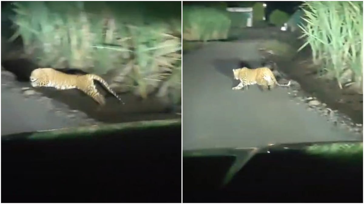 VIDEO: Leopard Sighting In Ambegaon's Mangdewadi Creates Panic Among Residents
