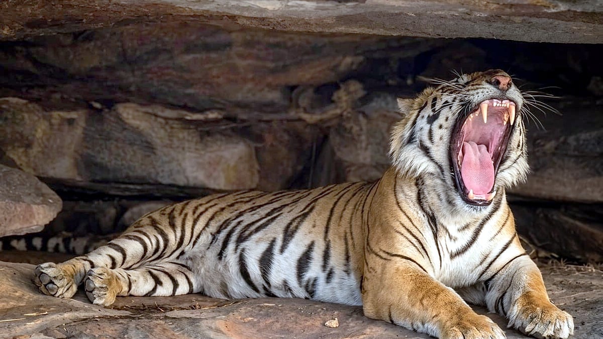 MP’s Rising Tiger Population Brings New Conservation, Human Conflict Challenges