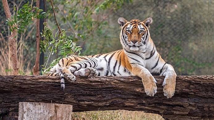Rajasthan: Ranthambore Emerges As Key Source Tiger Reserve In NTCA Report