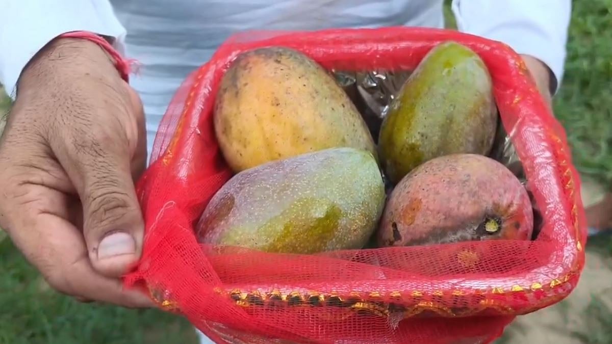 Priceless Gesture: Farmer Reduces Price Of Rare Miyazaki Mangoes From ₹3.5 Lakh To ₹2.11 Lakh To Honour Buyer's Mother In UP's Saharanpur