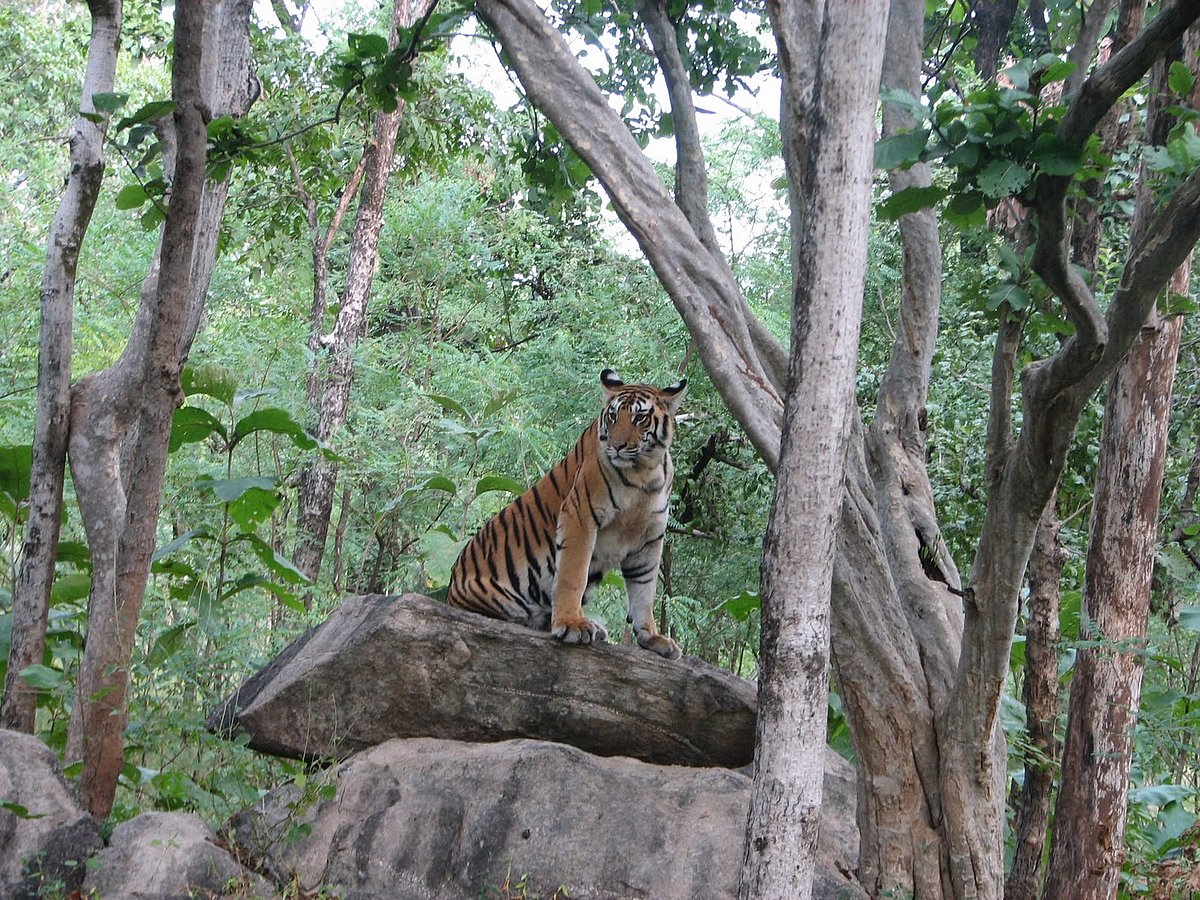 Global Tiger Day 