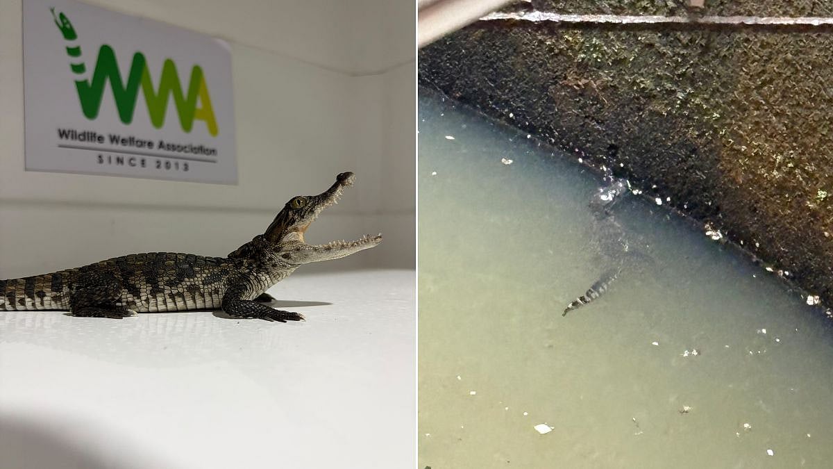 Thane: Crocodile Hatchling Rescued From Well Near TMC School In Wagle Estate