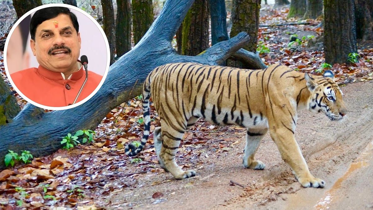 'MP Likely To Have 1k Tigers By Next Census,' Says CM Mohan Yadav On International Tiger Day