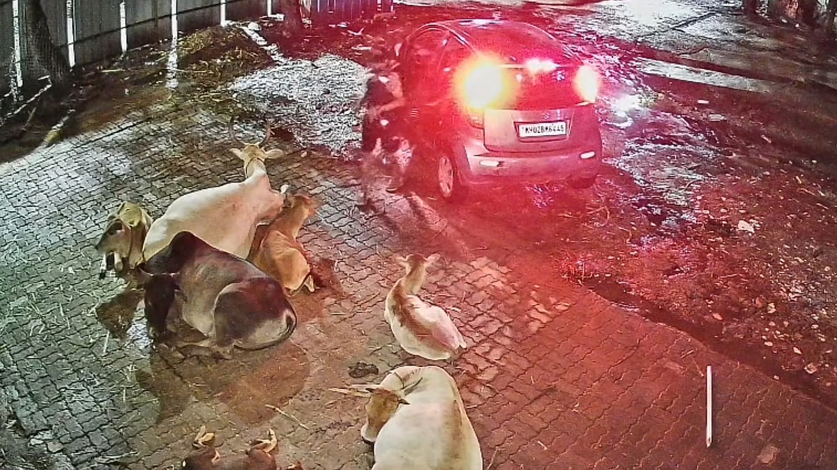Viral Video: Three Men Caught On CCTV Stealing Cow In Pune’s Pimpri-Chinchwad; Police Launch Probe | WATCH 