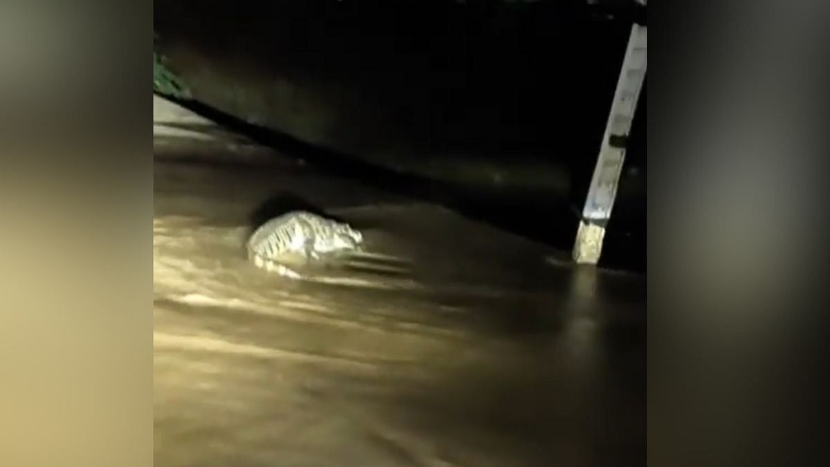 3 Crocodiles Rescued After Entering Kota Residential Areas Amid Rising Reptile Sightings