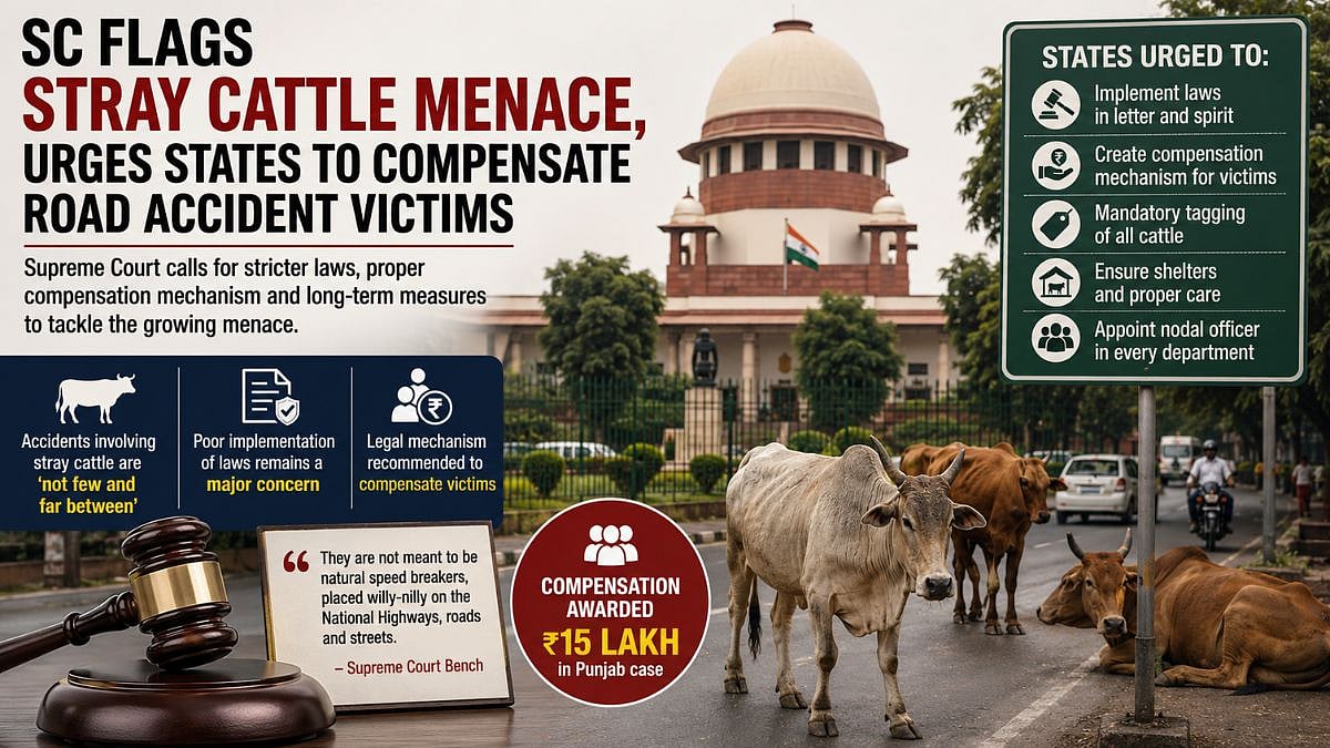 Supreme Court Flags Stray Cattle Menace, Urges Centre And States To Compensate Road Accident Victims