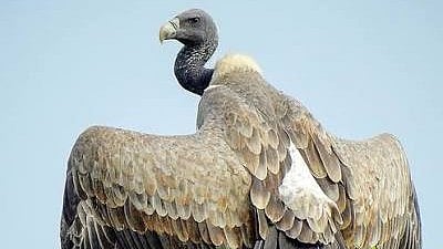 MP To Launch India's First Vulture Walking Safari Across Five Wildlife Landscapes