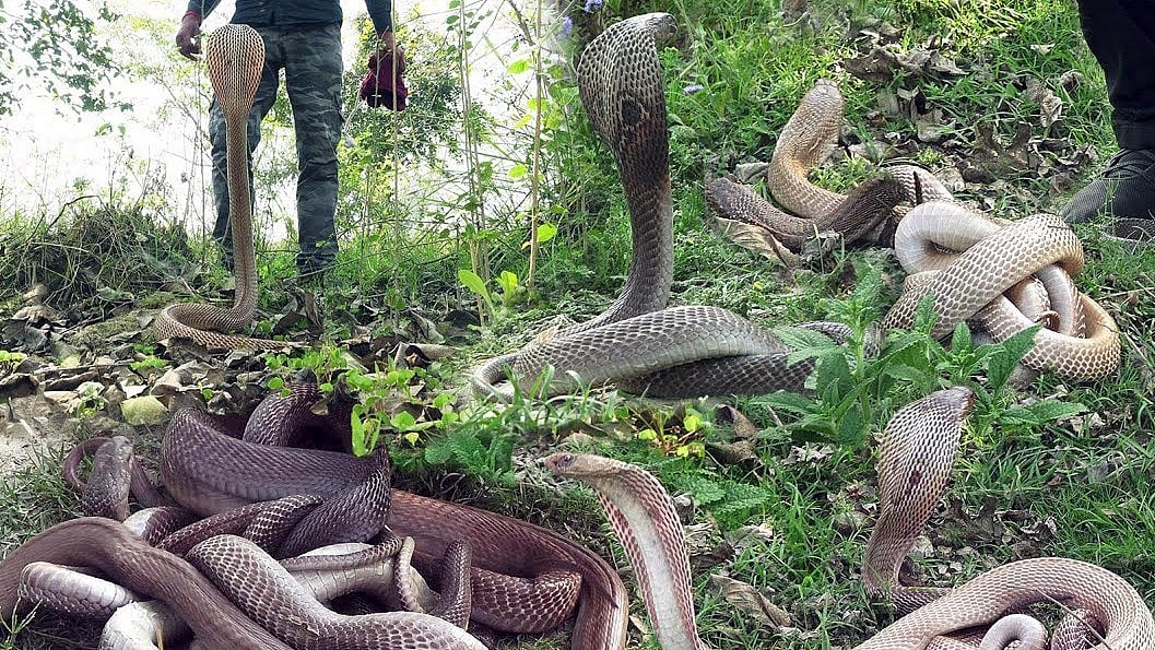 MP Begins First Scientific Snake Census In Satpura, Kanha Tiger Reserves
