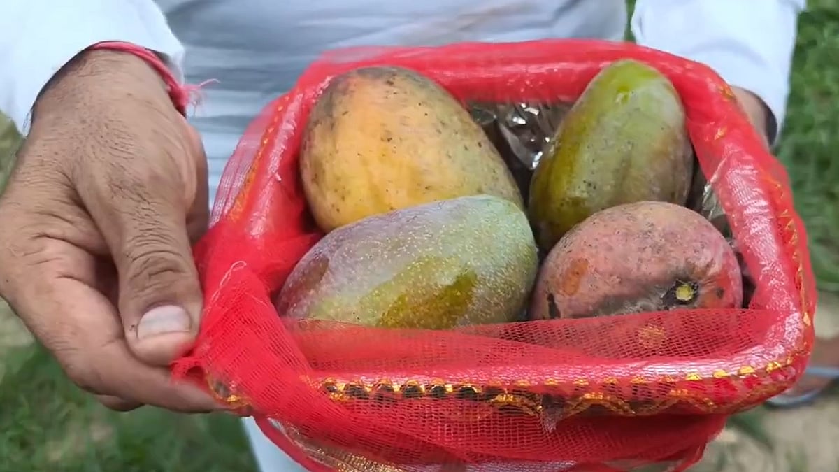 Sweet Success: Saharanpur Farmer Sells 1 Kg Of Rare Miyazaki Mango For A Record ₹2.11 Lakh